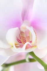 Blooming white orchids flower. Close up.