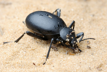 Darkling beetle on the sand