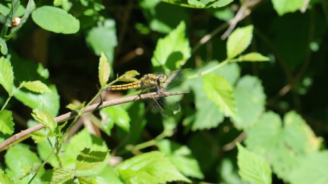 libellula gialla