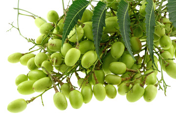 azadirachta indica; lilas des Indes, neem, nim, fond blanc