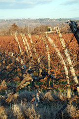 vignes en provence, vineyard in provence