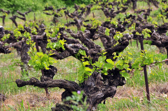 vignes en provence, vineyard in provence