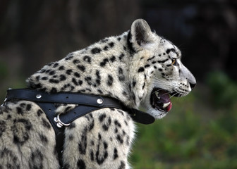 Snow leqpard portrait