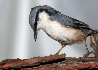 Nuthatch on tree close up
