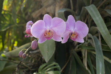 orchidée rose