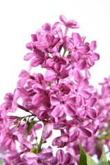 Violet lilac on white background