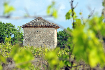 Fototapeta na wymiar chata w winnicach w Prowansji