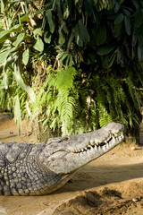 Fototapeta premium tête de crocodile