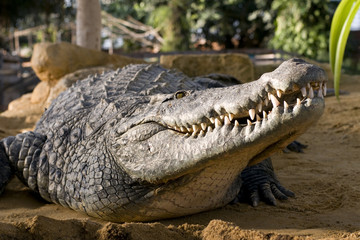 crocodile mâle