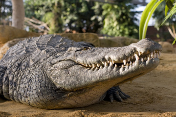 Fototapeta premium crocodile