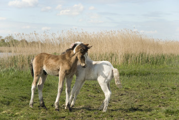 Obraz premium Two beautiful foals playing together.