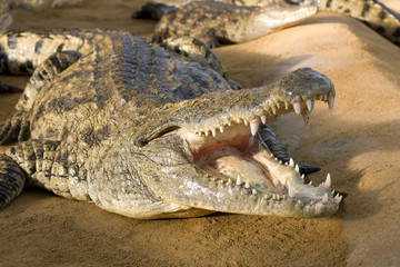crocodile la gueule ouverte