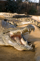 crocodile la gueule ouverte