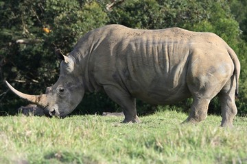 Obraz premium White Rhinoceros