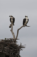 Pair of osprey