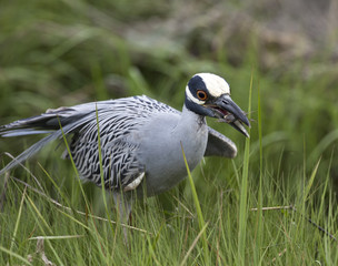 Yellow-crowned night-heron (Nyctanassa violacea)