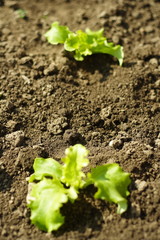 salat