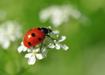 Ladybird - 23244696