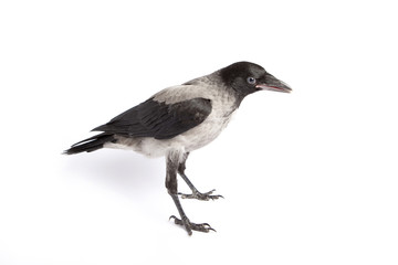 Hooded Crow profile (Corvus cornix)