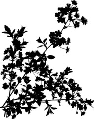 Naklejka premium black cherry tree branches with flowers