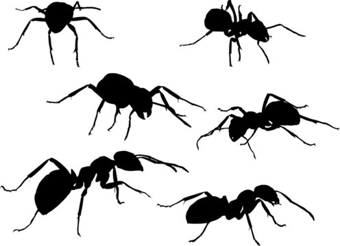 six ants set