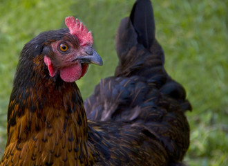 italian rooster