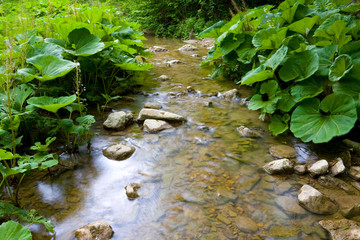 stream in forest