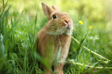 Fototapeta premium Rabbit in green grass