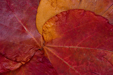 Herbstblätter Detail