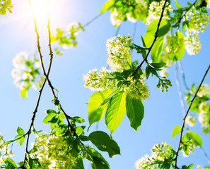 Green leaves with sun ray