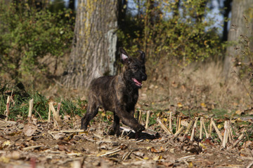 démarche gaie du jeune bouvier des Ardennes