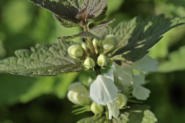 Blumen, Weiße Taubnessel, Laminium album
