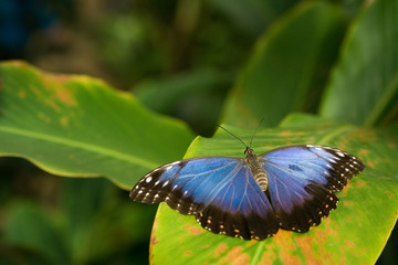 the blue butterfly