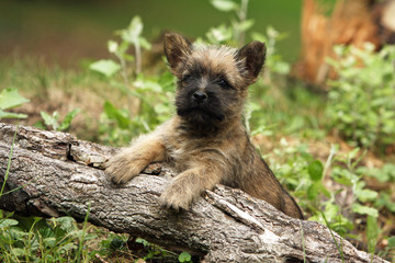 chiot cairn terrier très volontaire explorant le sous bois