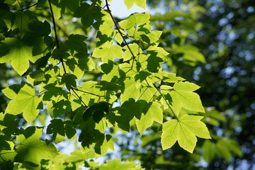 Ahornblätter in der Sonne