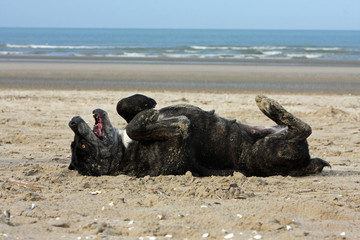 gros chien qui se roule sur le sable de la plage
