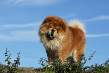 chow chow à l'air étonné