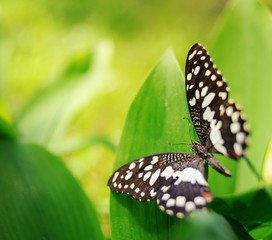Beautiful butterfly on a green leaf