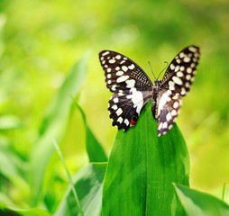 Beautiful butterfly on a green leaf