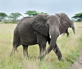 Naklejka na ściany i meble African Elephant in Ngorongoro Crate