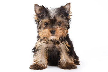 Yorkshire terrier puppy on white background