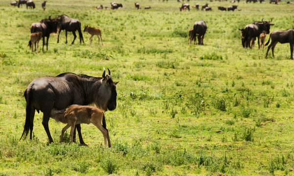 Blue Wildebeest calf feeding