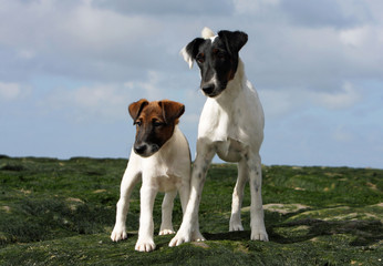 maman fox terrier à poil lisse et son chiot