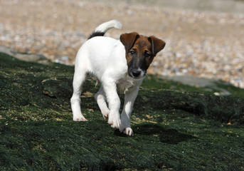 fox terrier &agrave; poil lisse inquiet