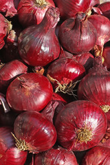 The harvest of red onion