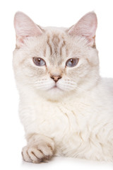 British cat on white background