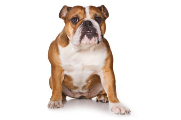 Obraz premium Bulldog on isolated on white