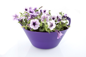 Purple flowers in a basket