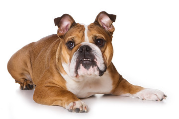 Bulldog on isolated on white