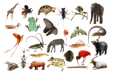 wild animal collection isolated